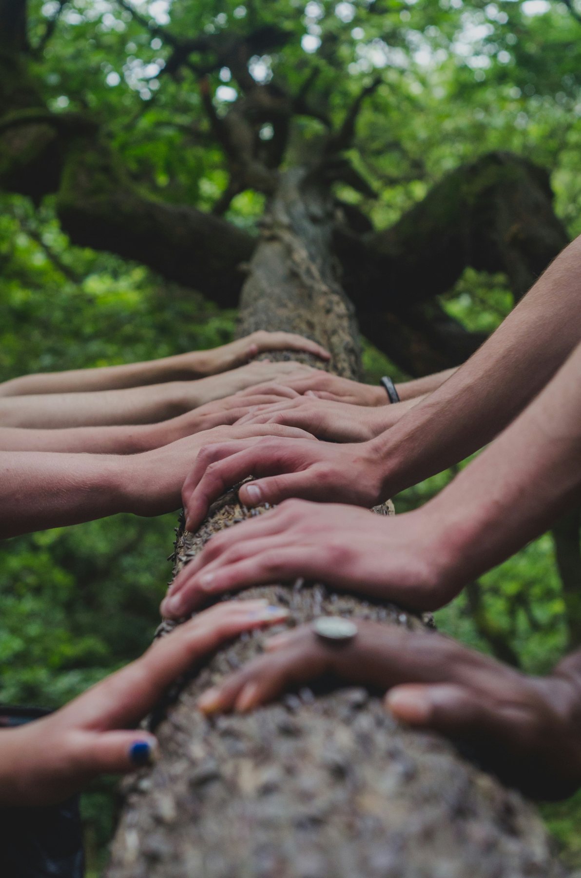 Hands on a tree representing stewardship and community